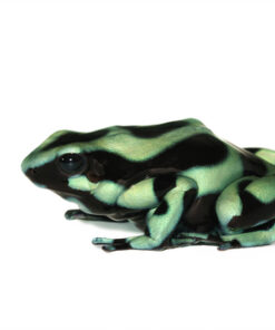 Green and Black Poison Dart Frog
