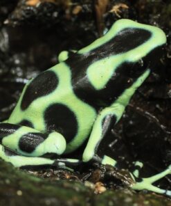 Amphibians