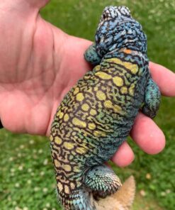 Other Reptiles