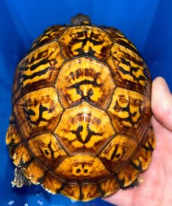 Tortoises and Turtles