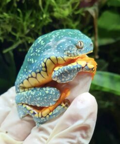 Frogs