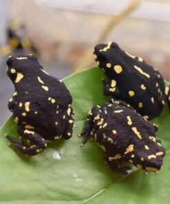Toads