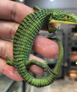 Lizards