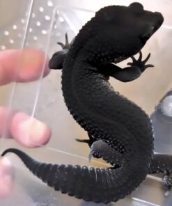 Geckos